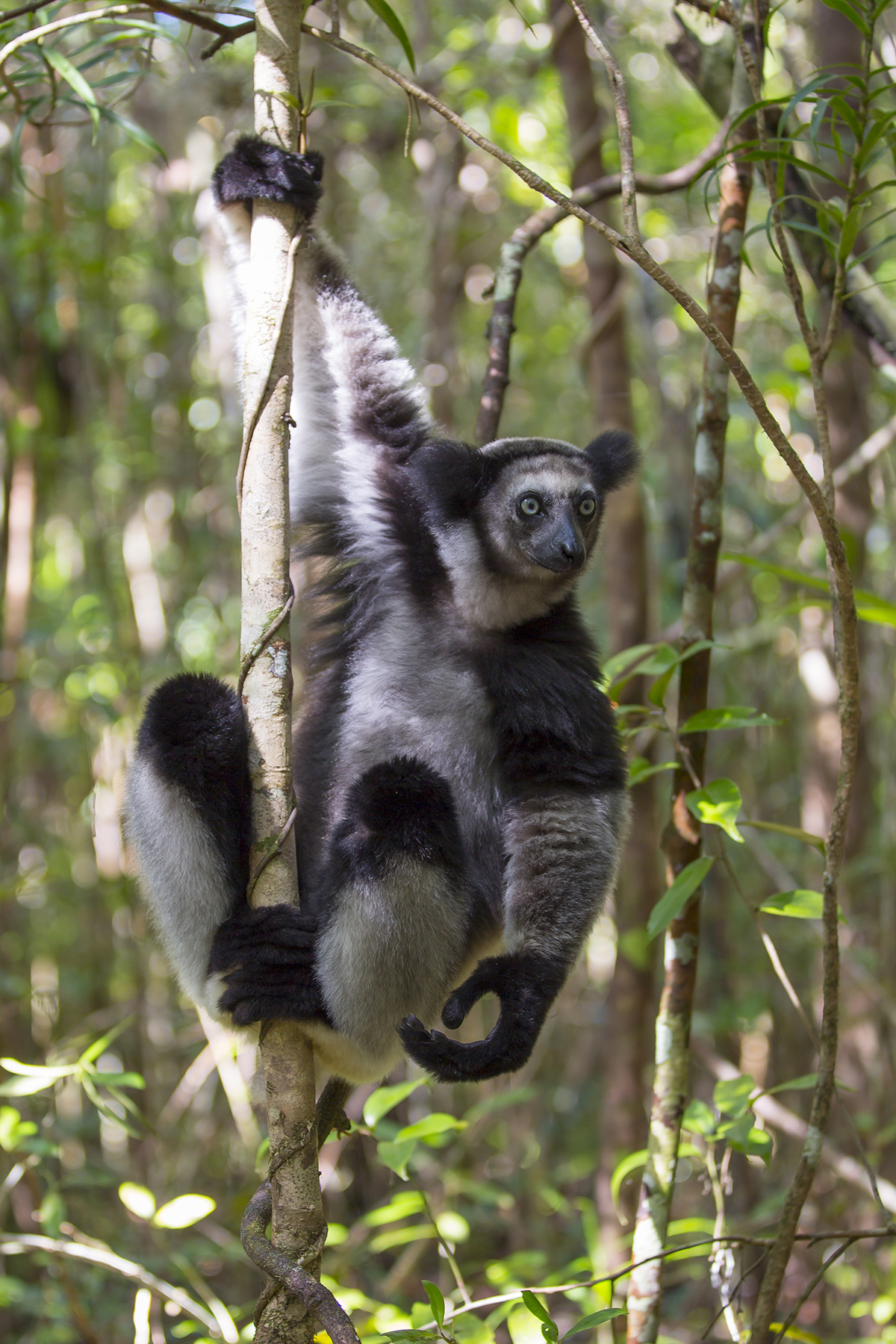  Indri   Indri indri   Canon 5 d III  2,8/70 mm  1/30 sec  Iso 100  Madagaskar  8:33 Uhr 