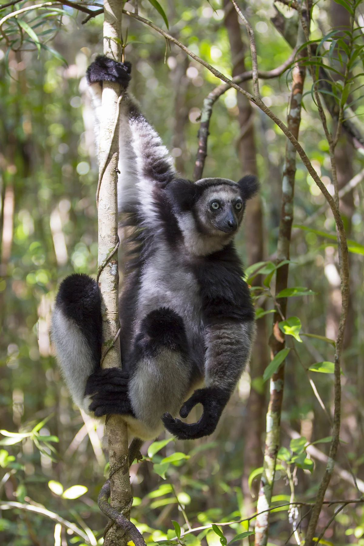 Indri Indri indri Canon 5 d III 2,8/70 mm 1/30 sec Iso 100 Madagaskar 8:33 Uhr