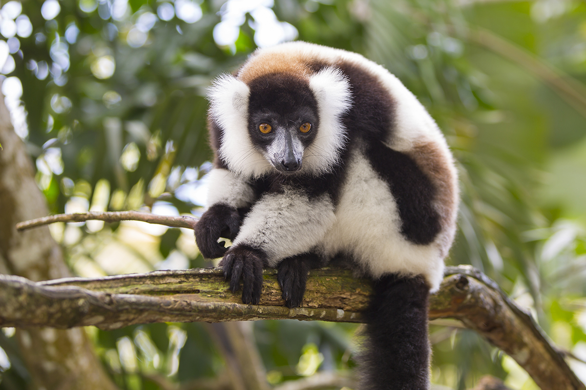 Schwarz-Weißer Vari Varecia variegata canon 5 d III 2,8/100 mm 1/50 sec Iso 100 Madagaskar 6:57 Uhr