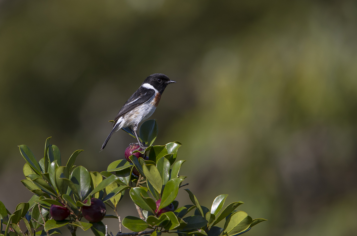  Afrikanisches Schwarzkehlchen  Saxicola torquatus massif  Canon 1 d x II  5,6 /700 mm  1/640 sec  Iso 200  Madagaskar  15:50 Uhr 