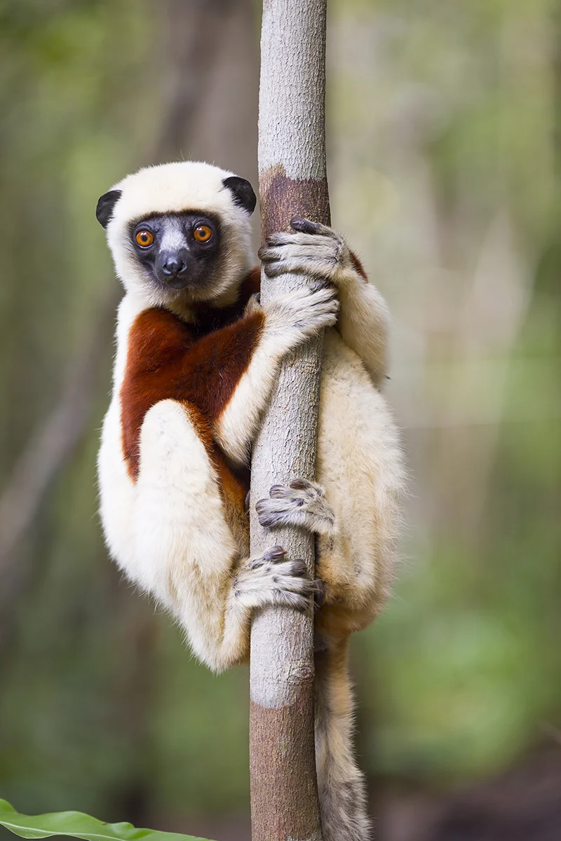 Coquerel-Sifaka Propithecus coquereli Canon 5 d III 2,8/ 140 mm 1/ 40 sec Iso 100 Pangalanes Madagaskar 8:18 Uhr
