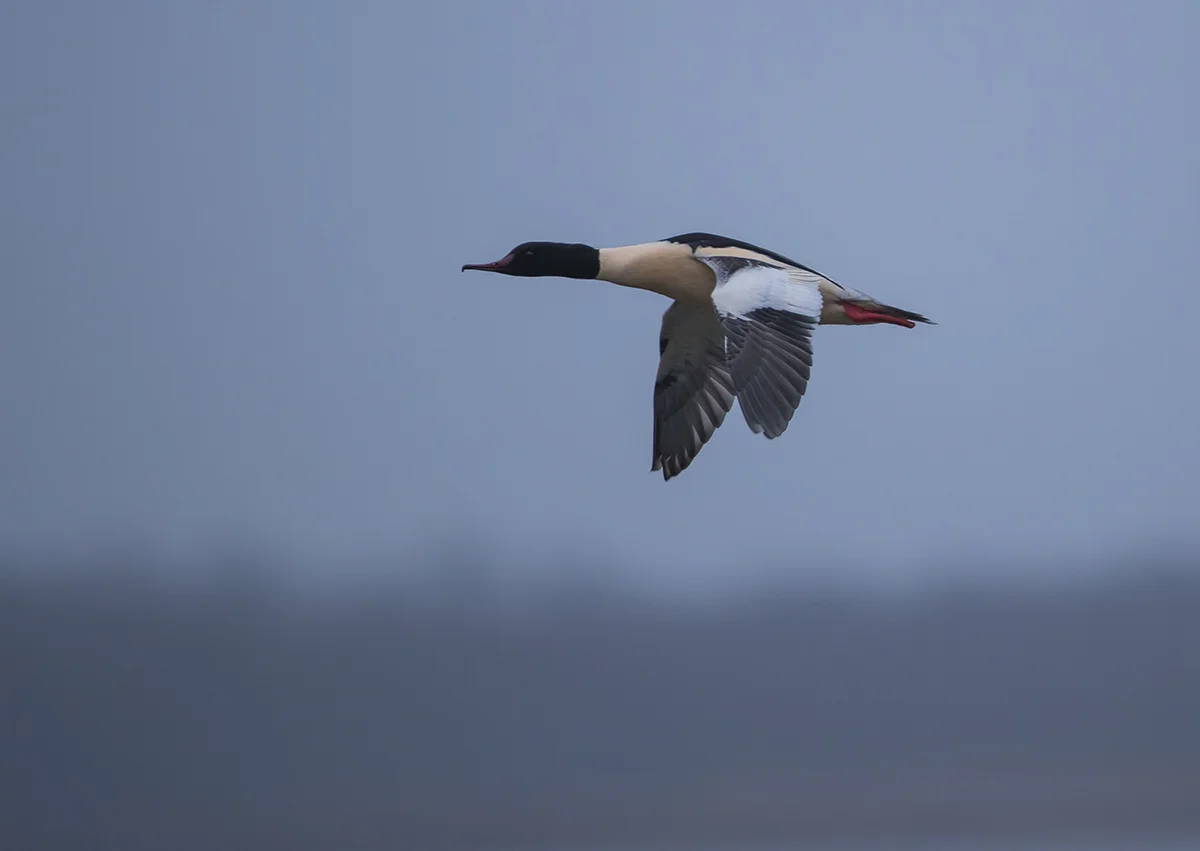 Gänsesäger Mergus merganser canon 1 d x II 4/500mm 1/1000sec ISO 1000 Blankensee Brandenburg