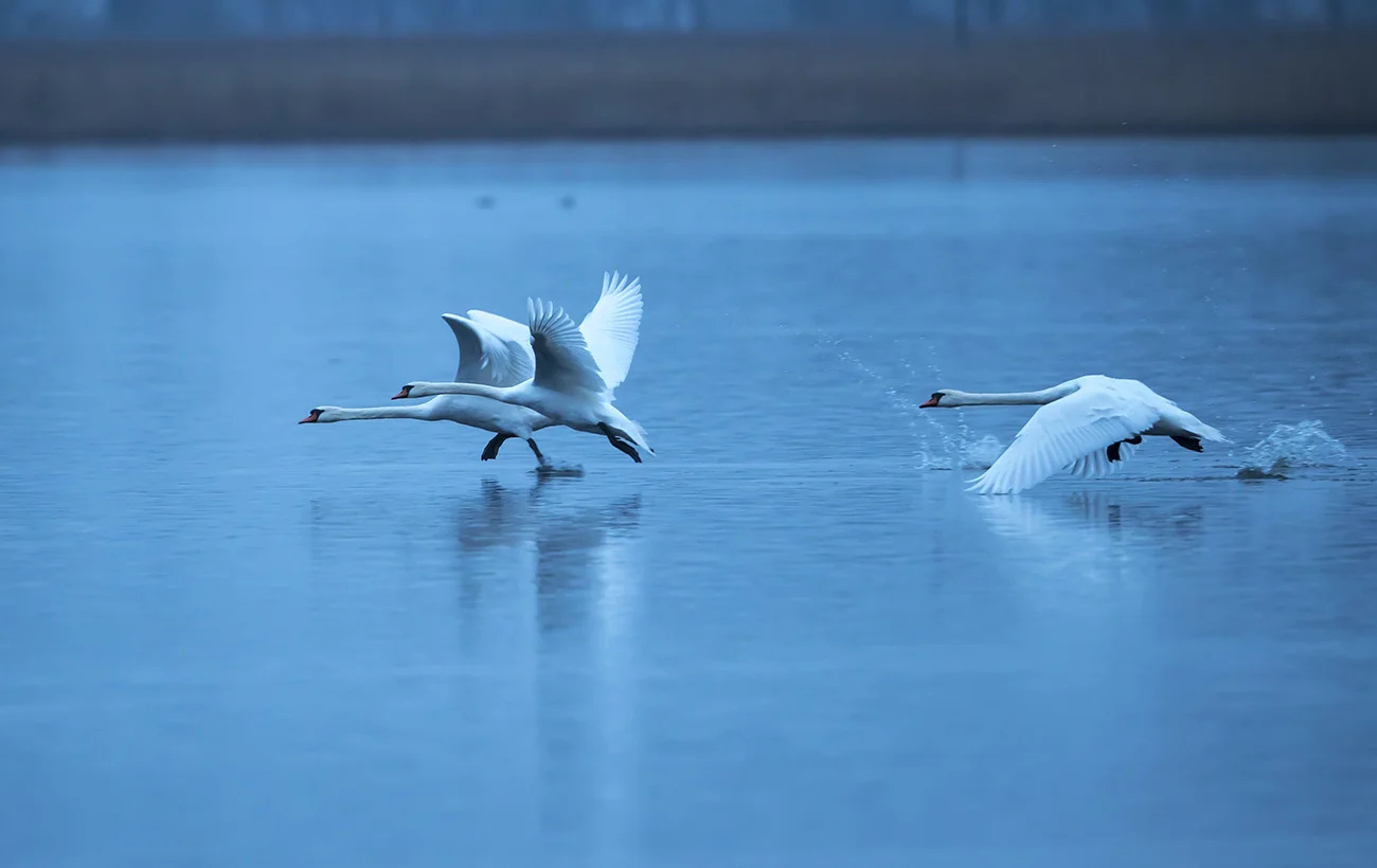 Höckerschwäne Cygnus olor canon 1 d x II 4,5/500mm 1/800sec ISO 2500 Blankensee Brandenburg