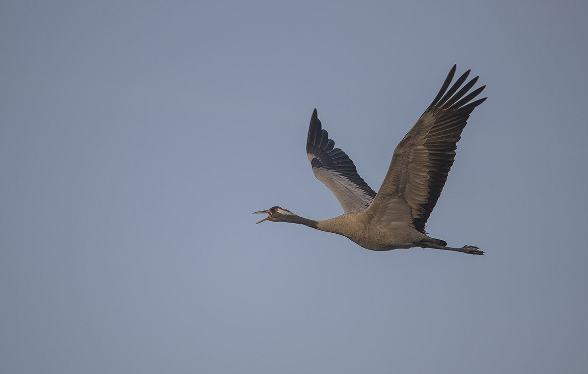  Kranich   Grus grus   canon 1dx II  4/500mm  1/1000sec  Pfefferfließ  25.03.2018  8:13Uhr 