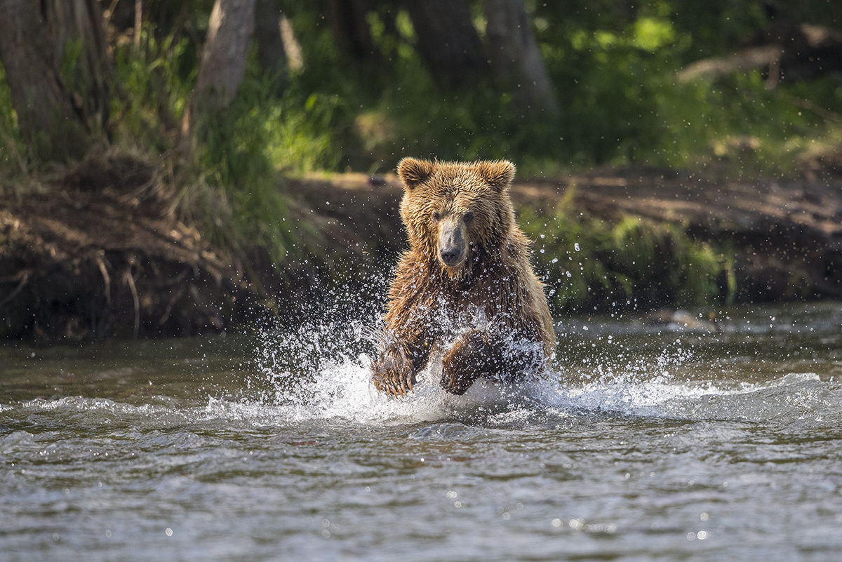  Bei der Jagd  canon 1 d x II  4/ 500 mm  1/ 3200 sec  ISO 640  20.07.2018  7:30 Uhr     