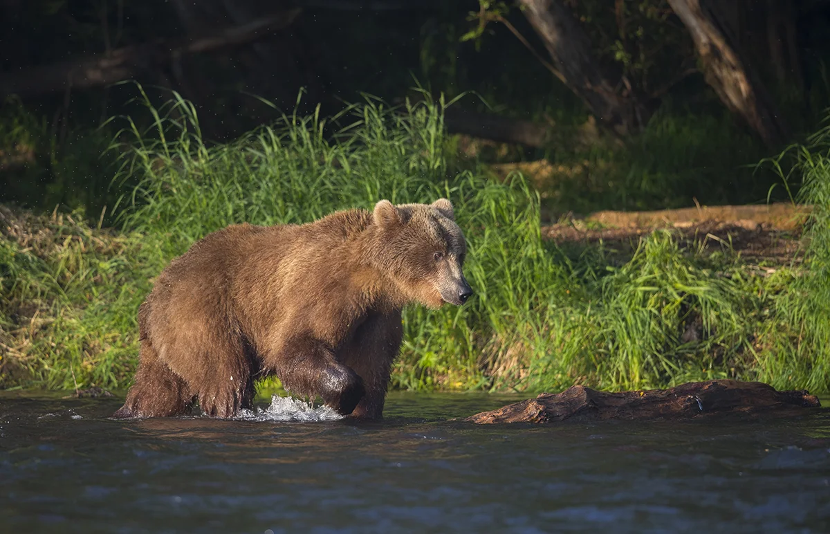 Braunbär Ursus arctos canon 1 d x II 4/ 500 mm 1/ 1000 sec ISO 400 Kamtschatka Zwei Jurten Fluss Dwuchjurtotschnoje 20.07.2018 6:30 Uhr