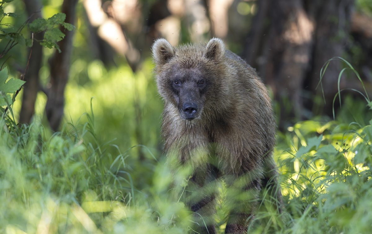  Dieser 3 bis 4 Jahre alte Bär schaute mir aus dem Wald beim Fotografieren zu. 