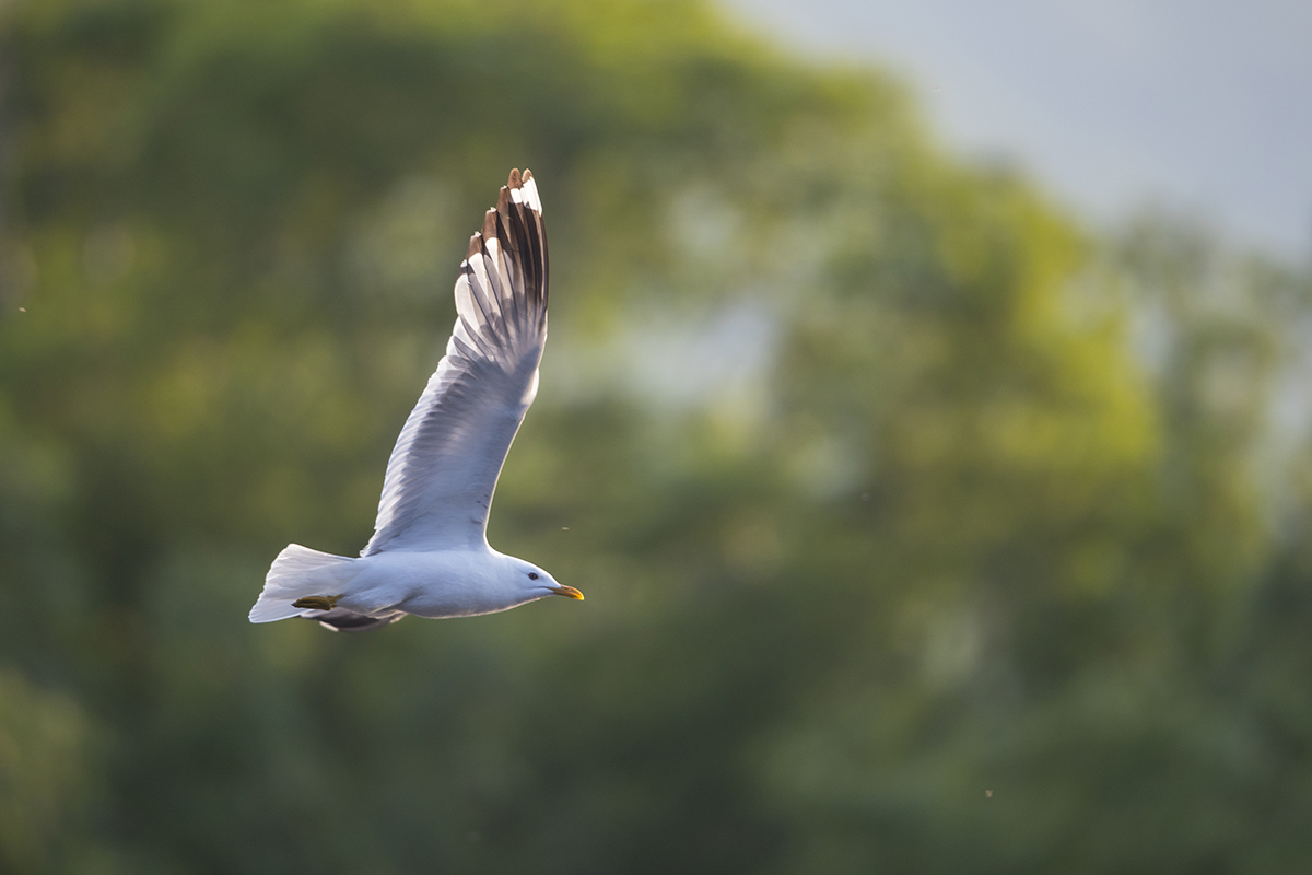  Sturmöwe   Larus canus     mit dabei   beim großen  Fressen  canon 1 d x II  4/ 500 mm  1/ 1250 sec  ISO 400 