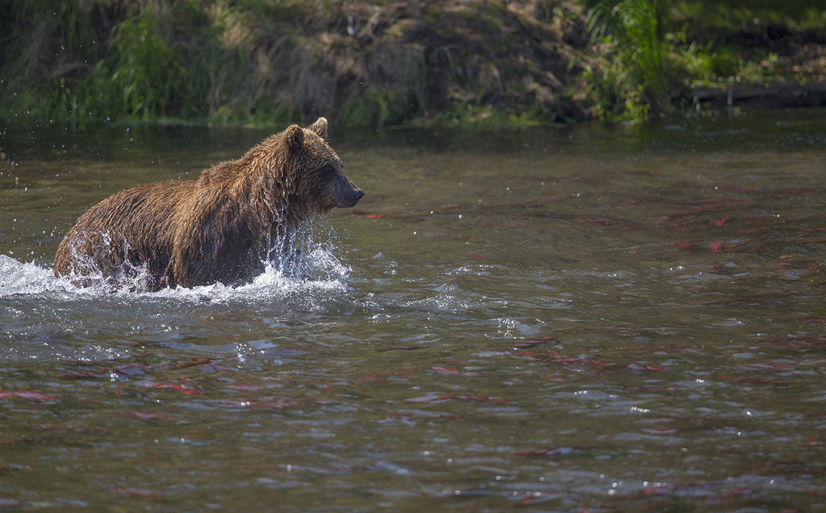  In einem  Fluss  voller  Lachse,  ist es   schwer sich  zuentscheiden. 