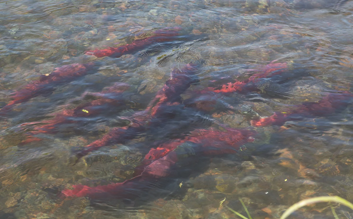 Nerka-Lachs Okorhynchus nerka Millionen von Lachsen ziehen jährlich im Juli und August die Flüsse hoch um abzulaichen.
