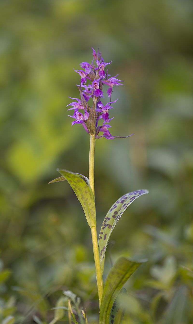  Dactiloriza aristata  Knabenkraut  canon 1 d x II  3,5/ 180 mm  1/ 200 sec  ISO 200  22.07.2018 