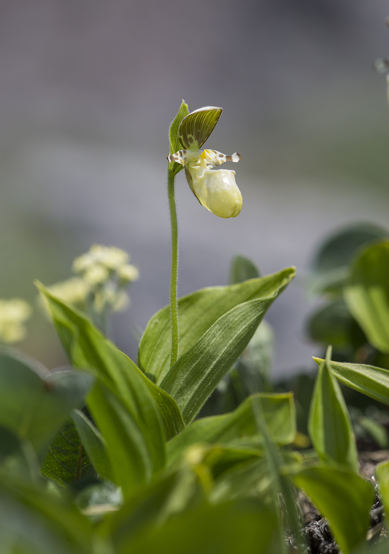  Cypripedium yatabeum  Frauenschuh 