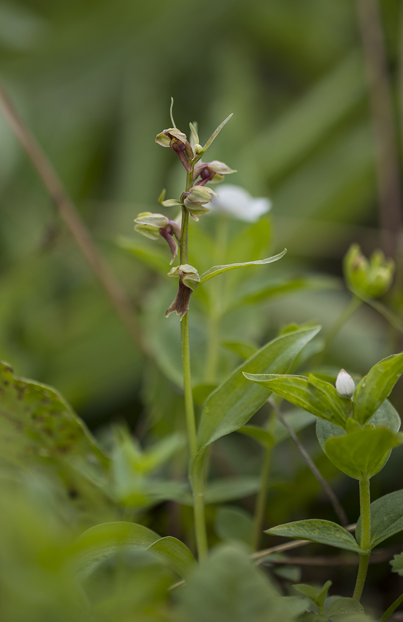  Coeloglosum viride  Grünliche Hohlzunge 