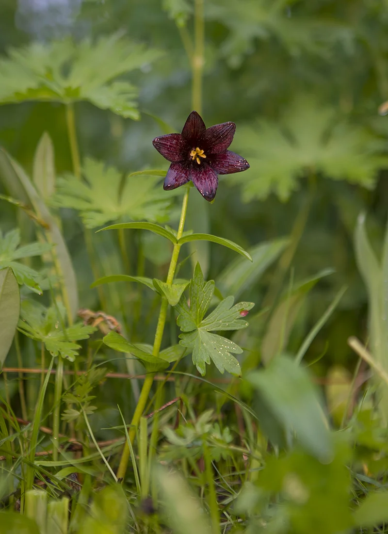 Fritilaria camschatcensis Schachbrettblume