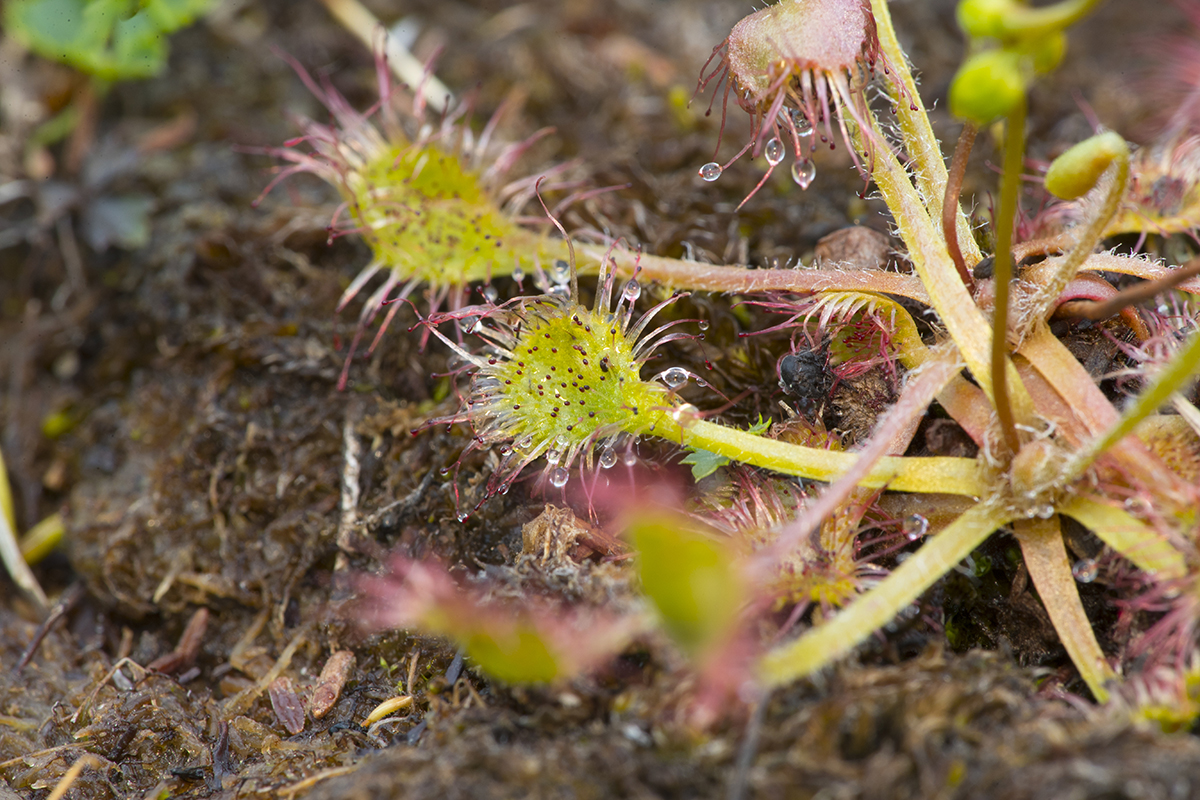 Drosera rotobifolia Sonnentau