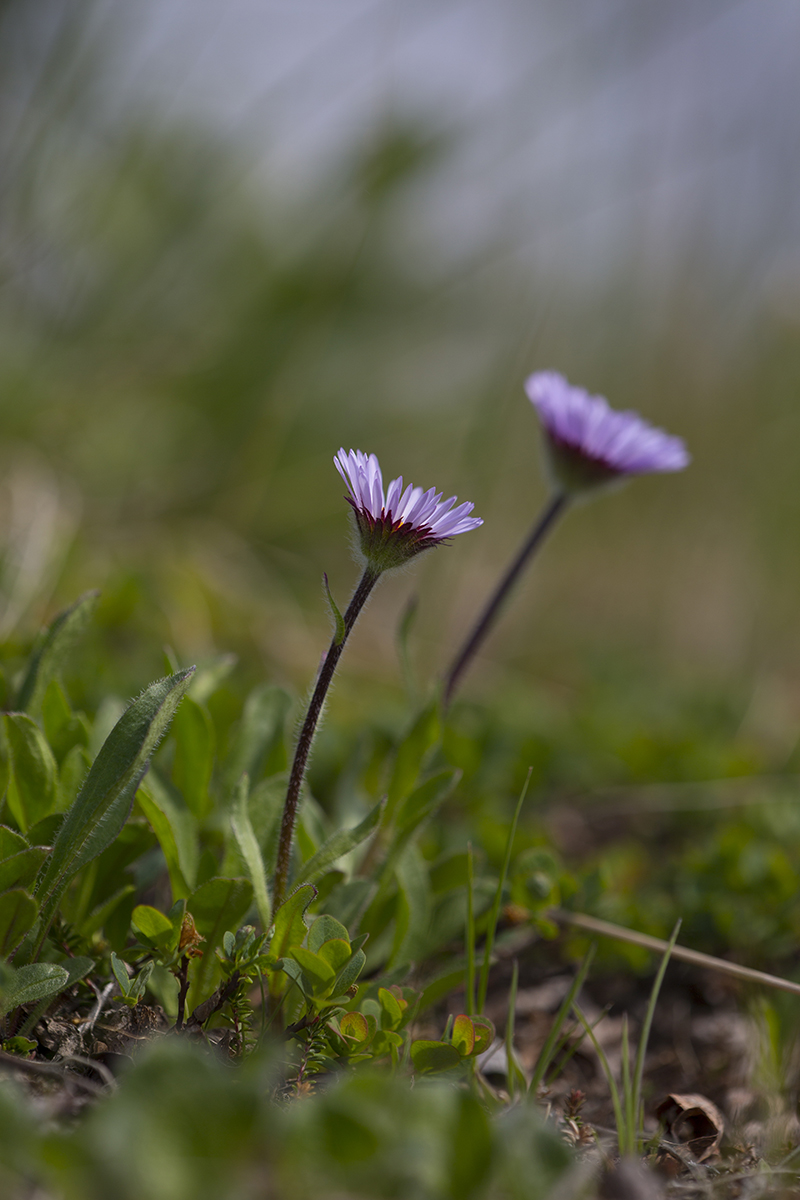  Aster alpinus  Alpenaster 