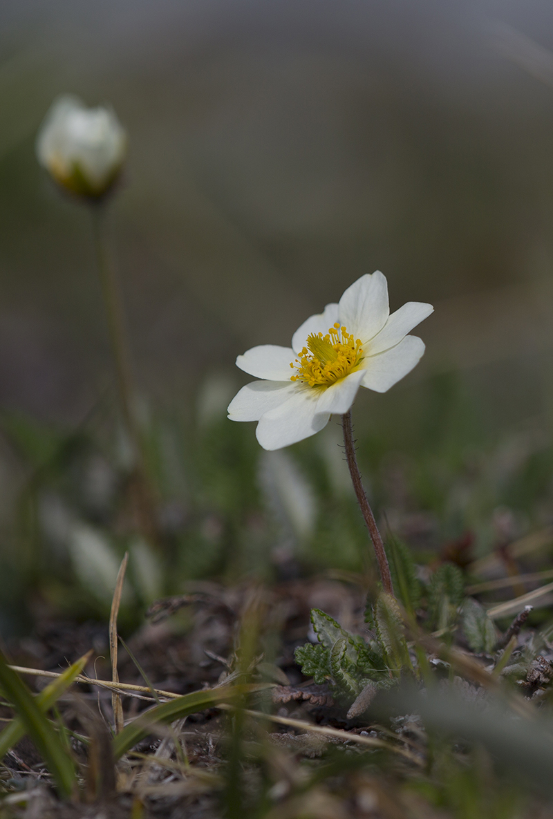  Dryas panetata  Silberwurz 