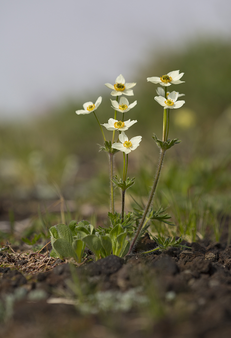  Anemone sibirica   