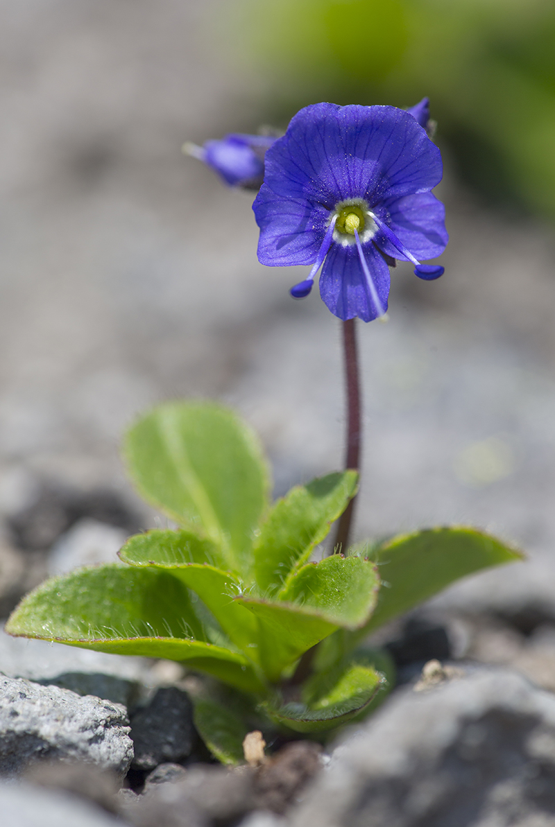  Veronica grandiflora  Ehrenpreis 