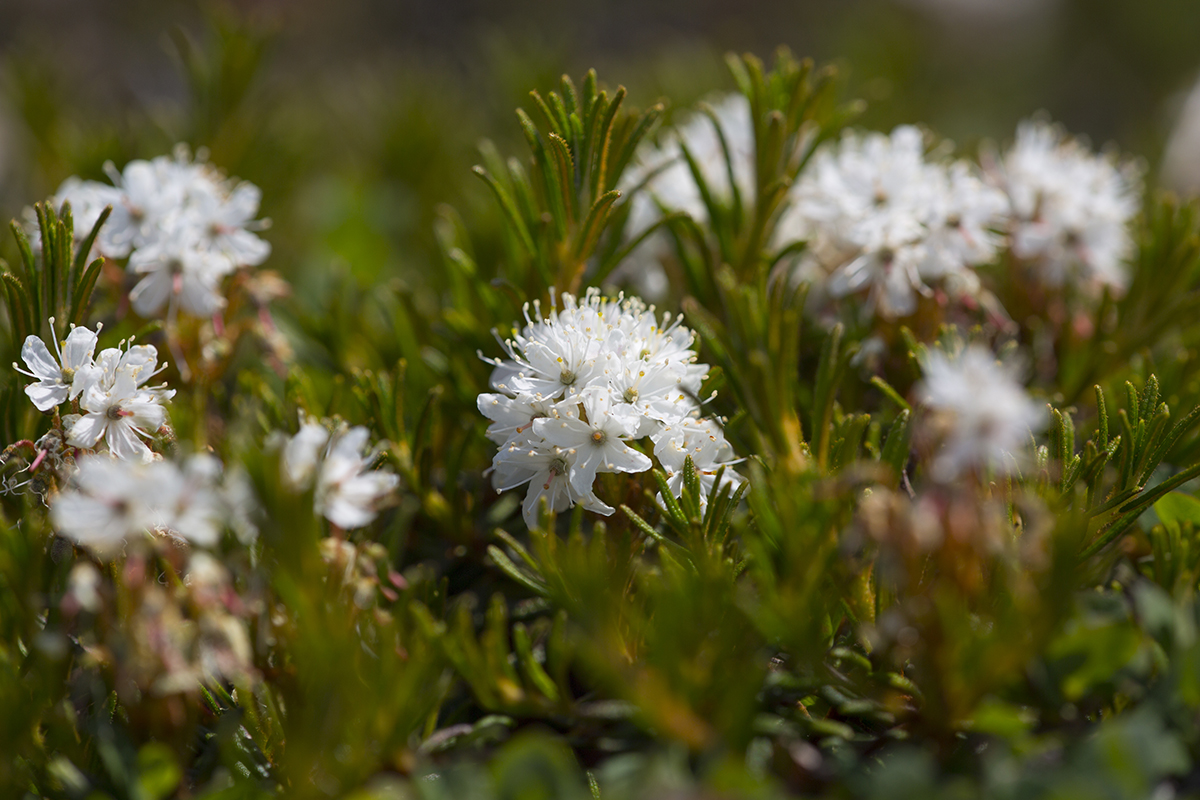 Ledum decumbens Porst