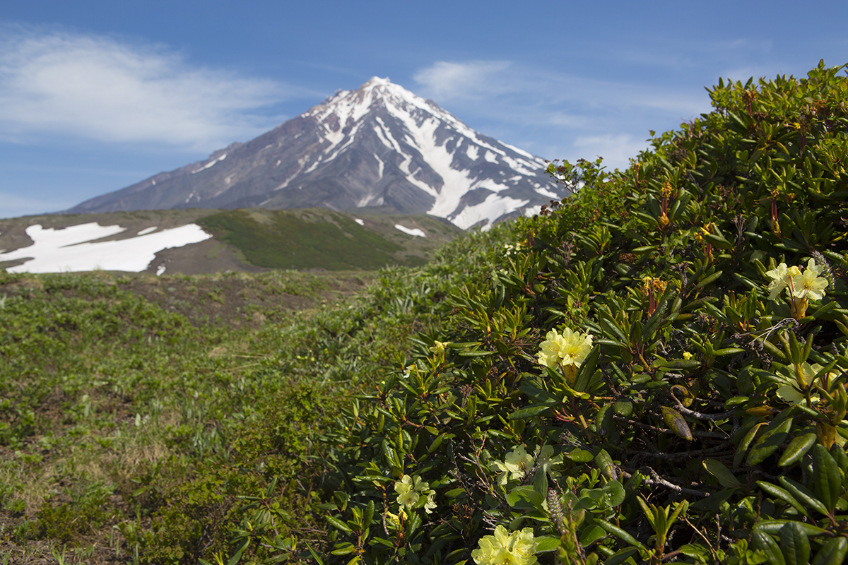 Rhodedendron aureum 900 m üN