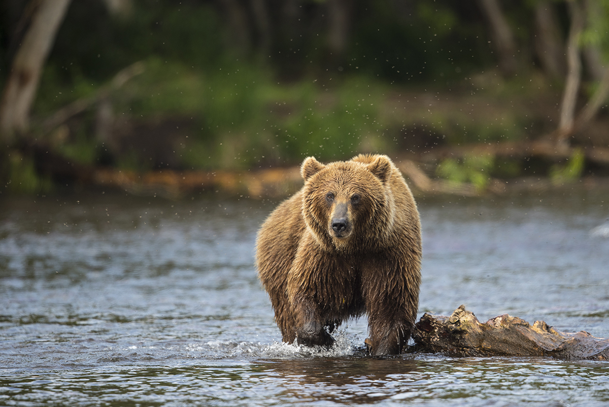  Braunbär  Ursus arctos  Kamtschatka  Russland  2018 