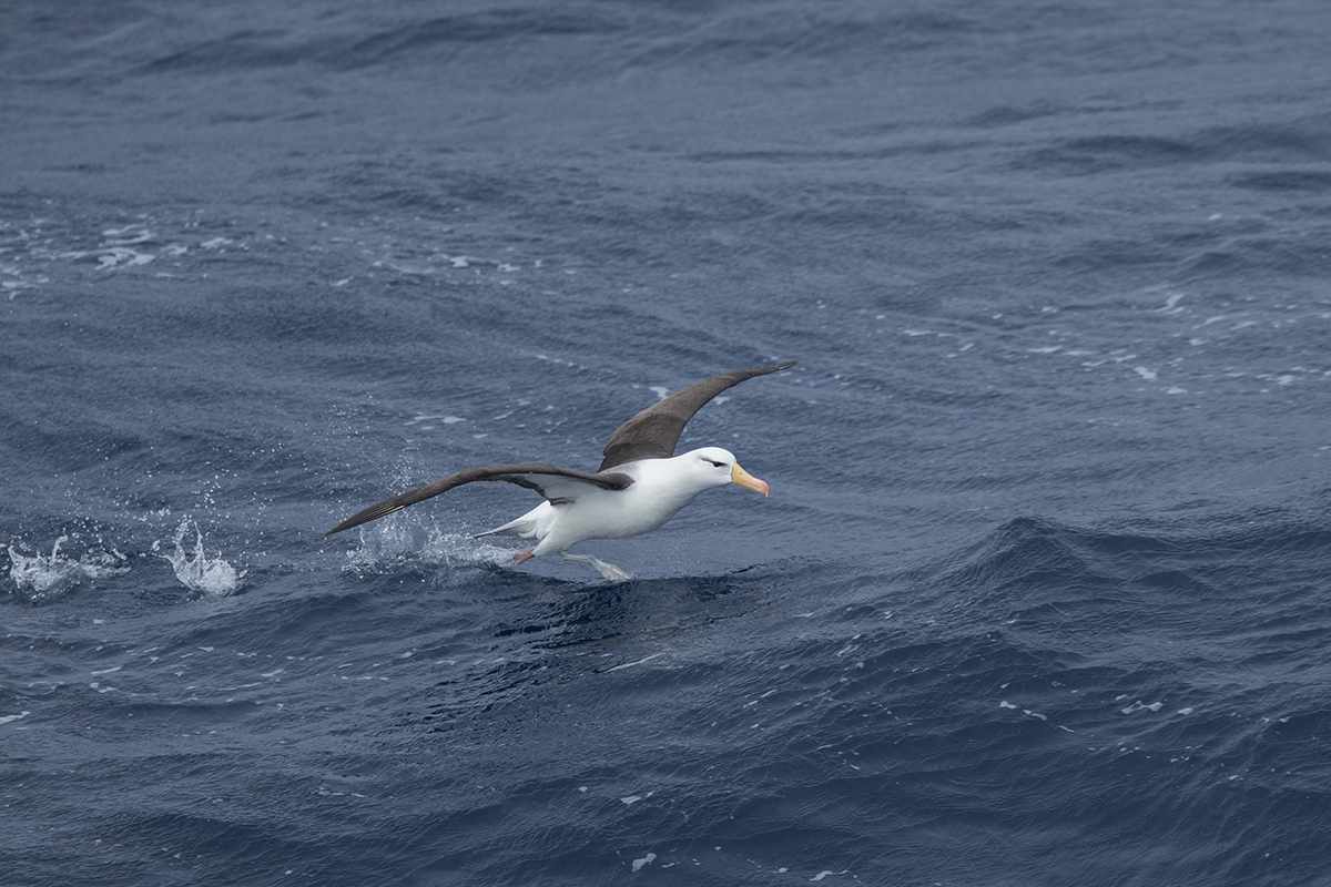 Schwarzbrauenalbatros Thalassarche melanophrys canon 1 d x II 4,5/420 mm 1/2500 sec ISO 250 Südgeorgien 15.12.2018 10:28 Uhr