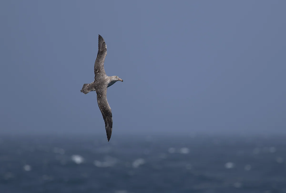 Nördlicher Riesensturmvogel Macronectes halli