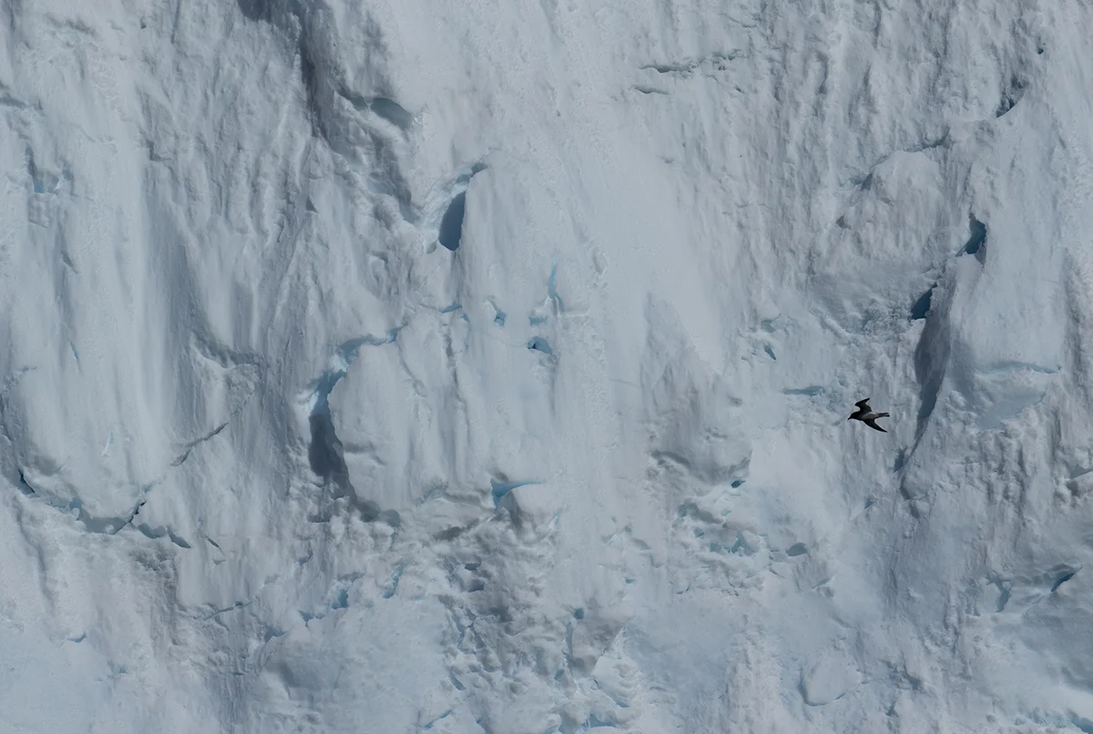 Antarktiksturmvogel Thaassoica antarctica Canon 1 d x II 11/300 mm 1/2500 sec ISO 400 Melchior Inseln 19.12.2018 9:02 Uhr