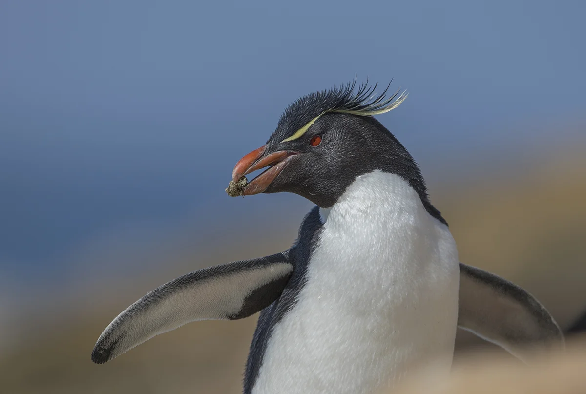 Felsenpinguin Eudyptes chrysocome canon 1 d x II 5,6/500 mm 1/1000 sec ISO 100 Falkland 05.12.2018 16:50 Uhr