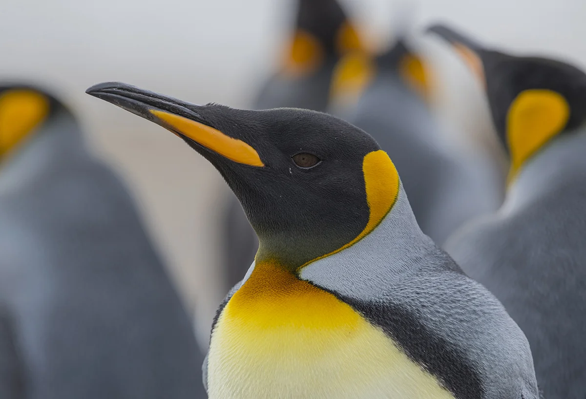 Königspinguin Aptenodytes patagonicus canon 1 d x II 8/500 mm 1/500 sec ISO 800 Falkland 05.12.2018 15:33 Uhr