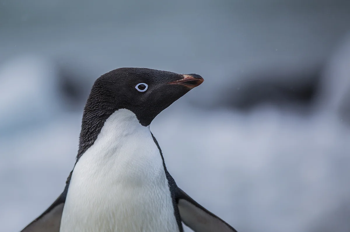 Adeliepinguin Pygoscelis adeliae canon 5 d III 2,8/200 mm 1/3200 sec ISO 100 Brown Bluff 16.12.2018 16:24 Uhr
