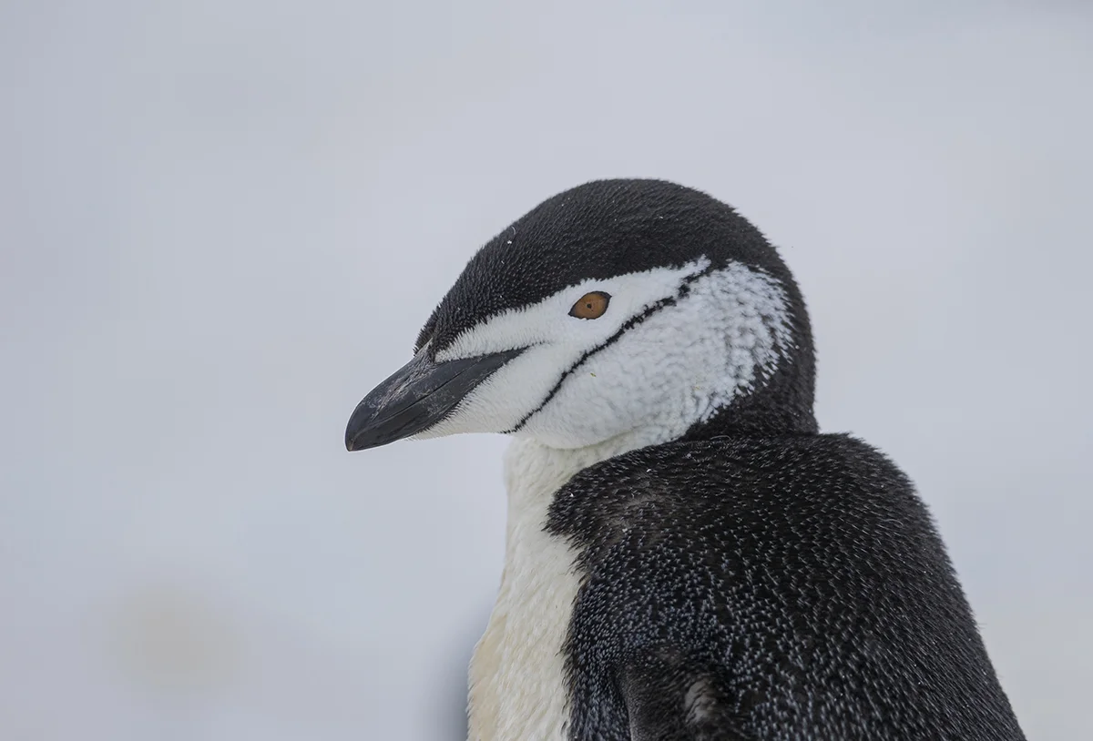Zügelpinguin Pygoscelis antarctica canon 1 d x II 2,8/300 mm 1/2500 ISO 100 Melchior Inseln 17.12.2018 8:08 Uhr