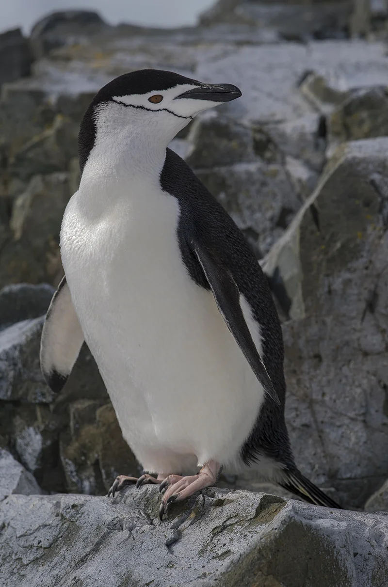 _C0I6040web.jpg