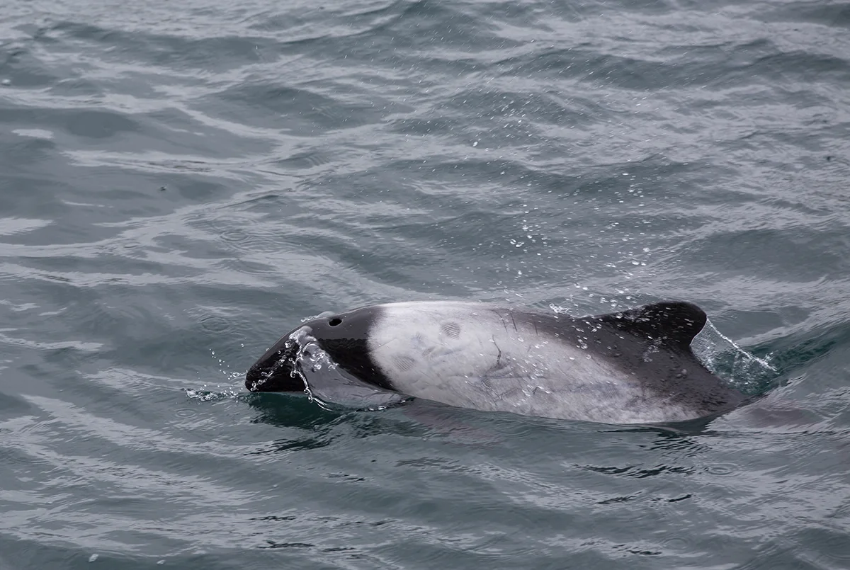 Commerson-Delfin Cephalorhynchus commersonii