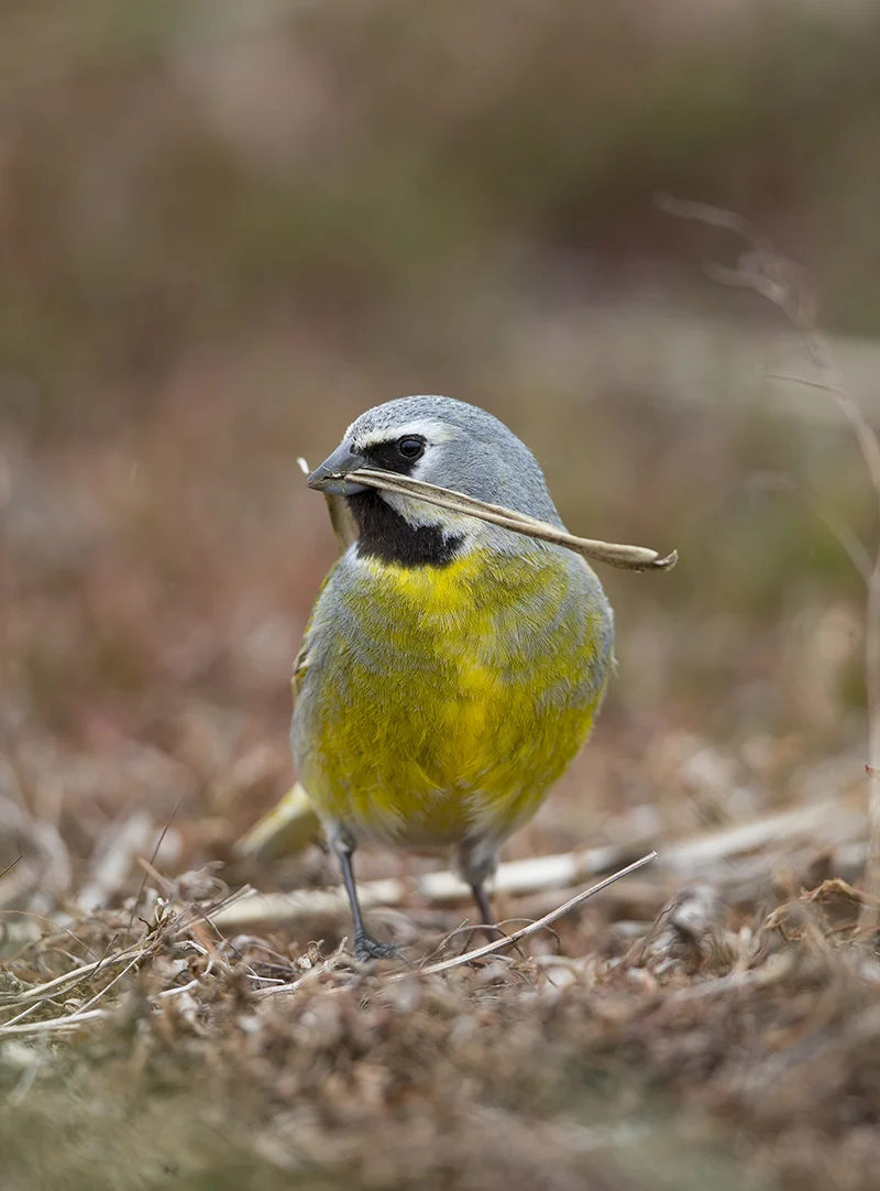 Schwarzkehlammerfink Melanodera melanodera Falkland