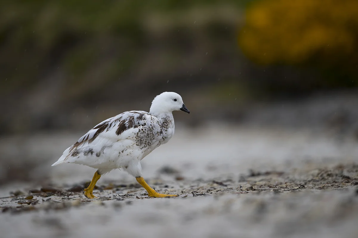 Kelpgans Chloephaga hybrida Falkland