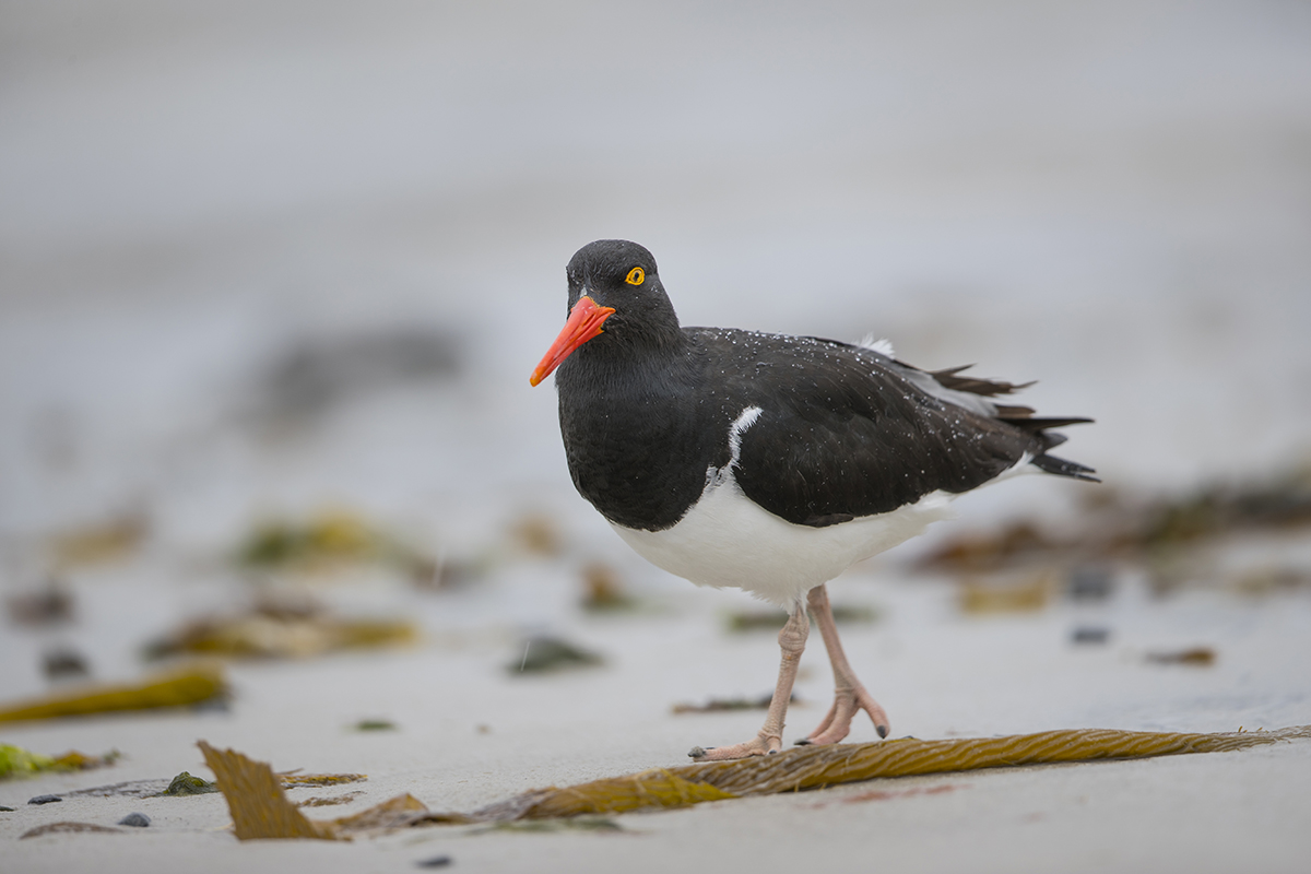 Magellanausternfischer Haematopus leucopodus Falkland