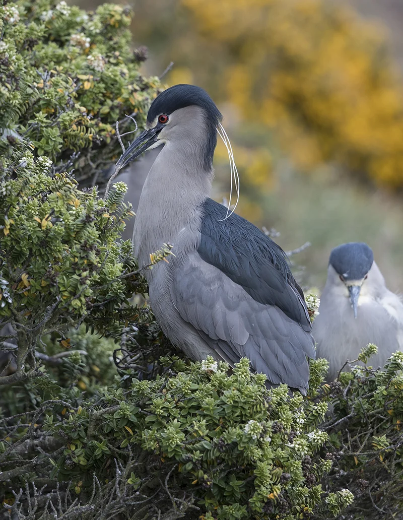 Nachtreiher Nycticorax nycticorax falklandicus Falkland