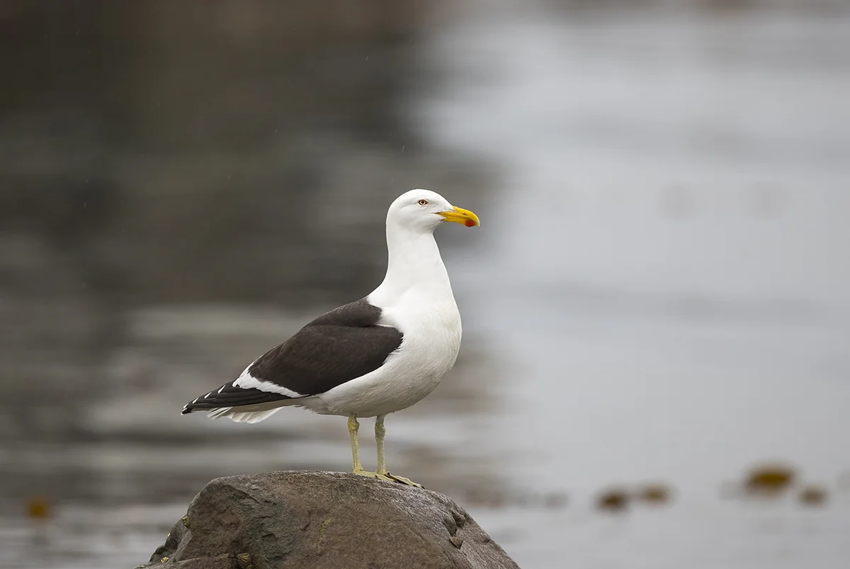 Dominikanermöwe Larus dominicanus Ushuaia