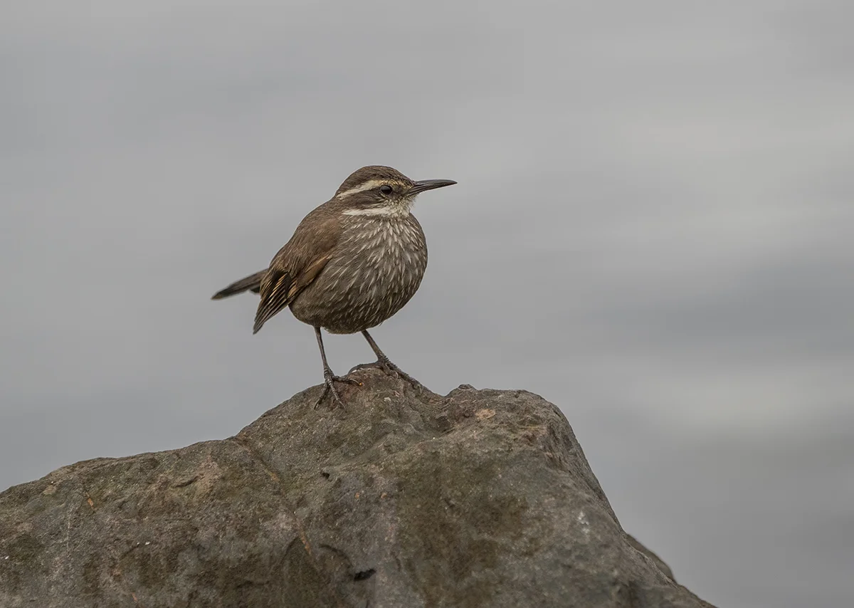 Uferwipper Cinclodes antarcticus Ushuaia