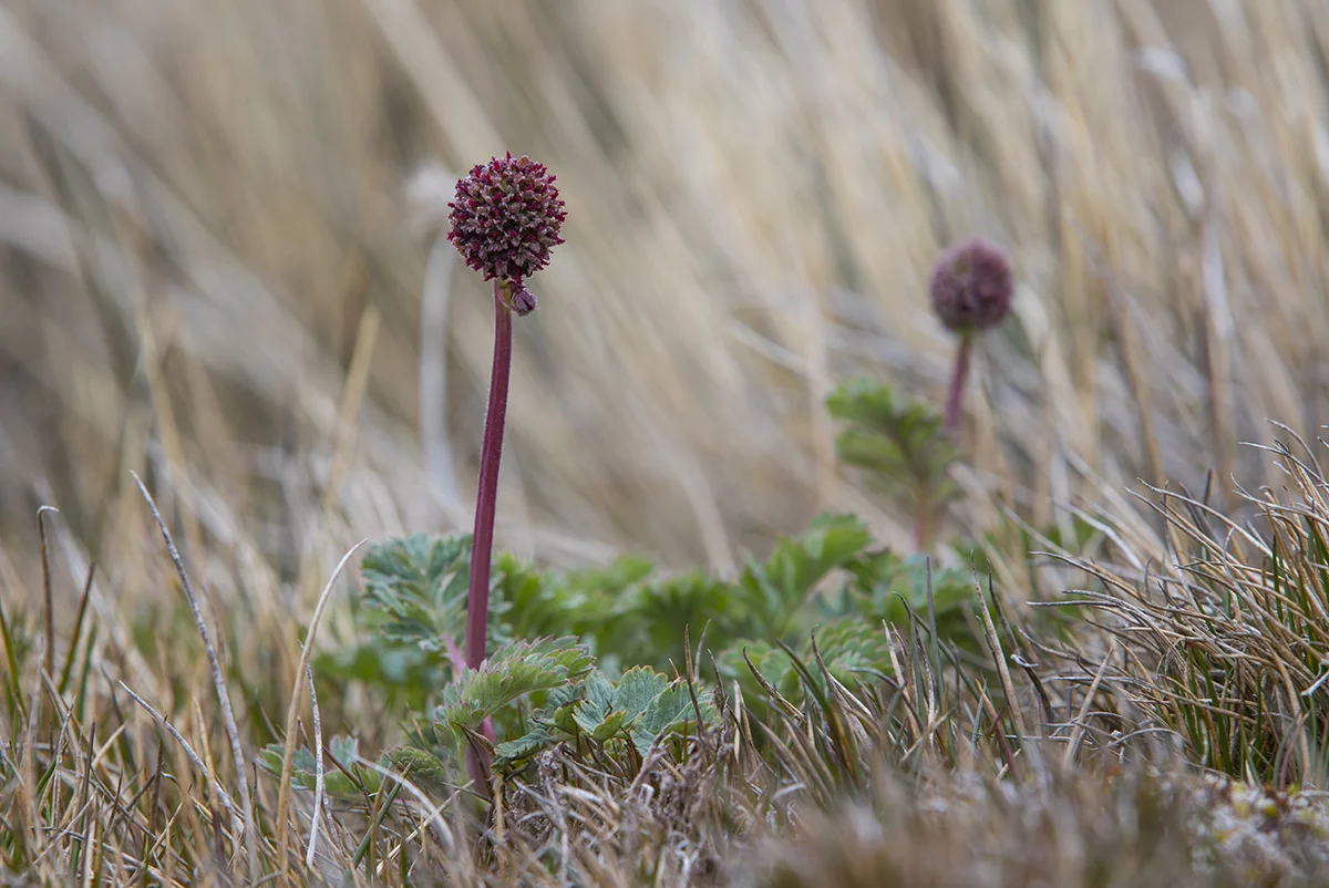 Acaena magellanica Südgeorgien