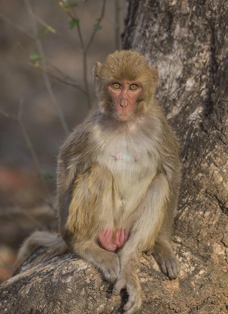 Makake Rhesusaffe Macaca mulatta canon 1 d x II 5,6/ 500 mm 1/ 500 sec ISO 500 07.04.2019 9:24 Uhr