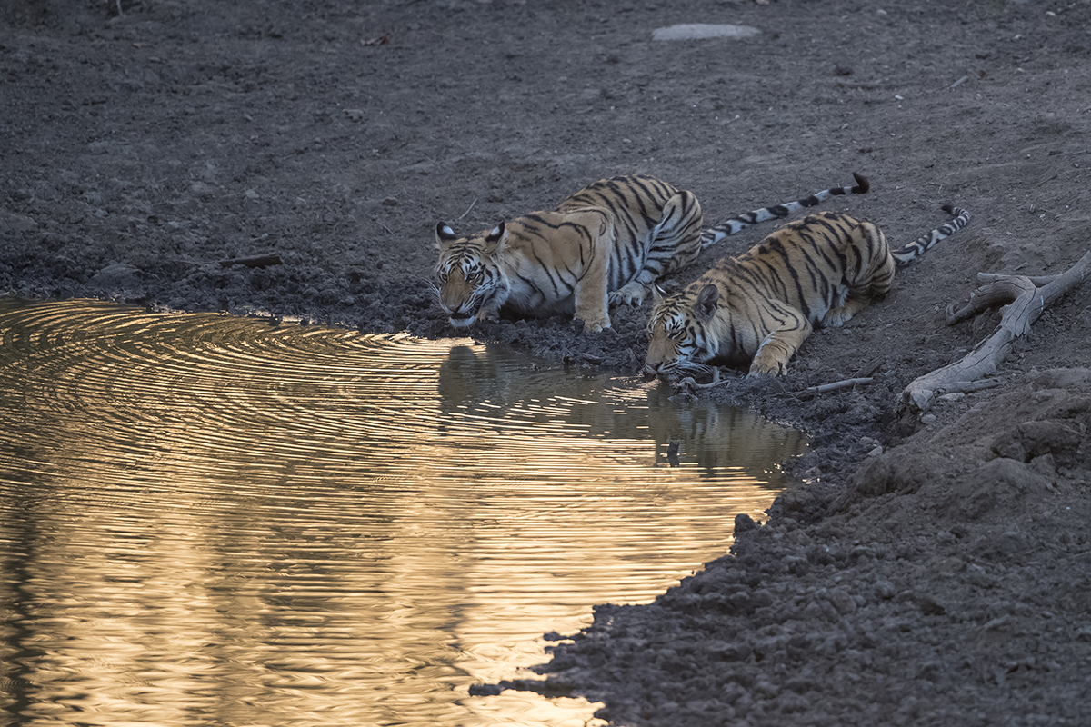 Nach drei Tagen treffen wir im letzten Tageslicht an einer Wasserstelle auf unsere ersten Tiger. Tiger Panthera tigris canon 1 d x II 4/ 500 mm 1/ 250 sec ISO 2000 01.04.2019 18:25 Uhr
