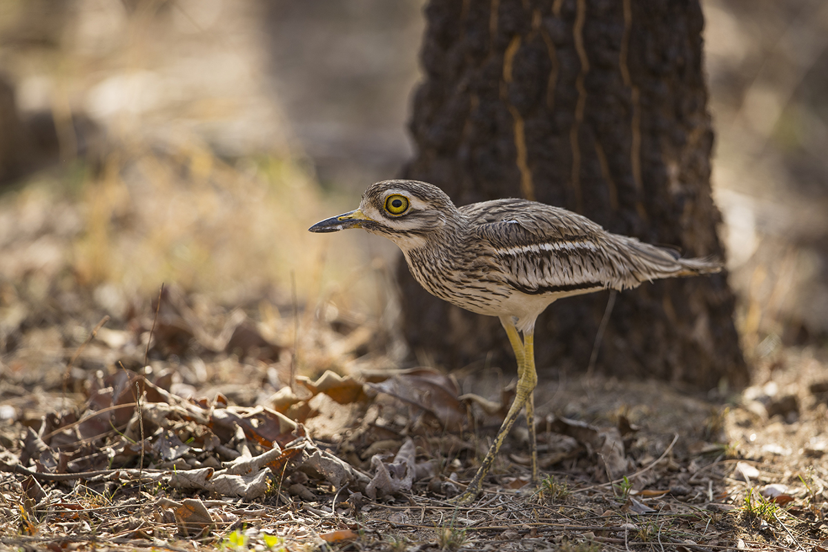 Indischer Triel Burhinus oedicnemus indicus