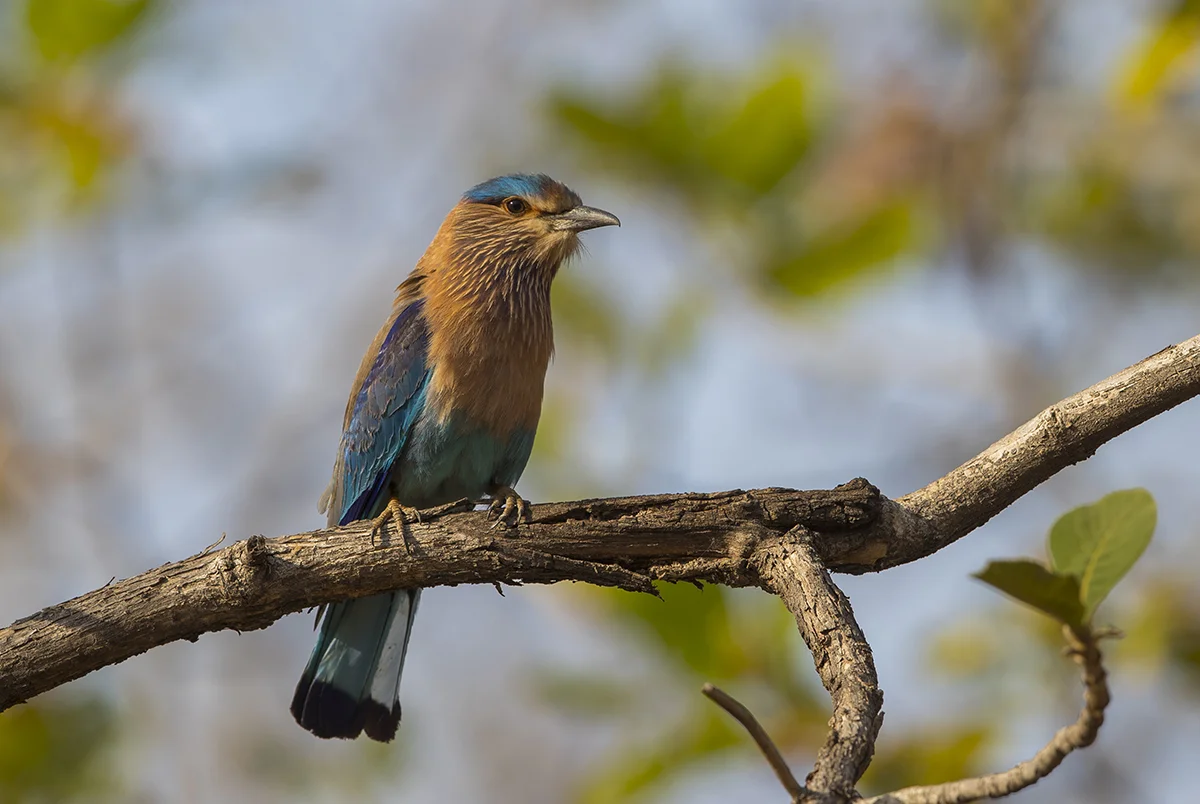 Hinduracke Coracias benghalensis
