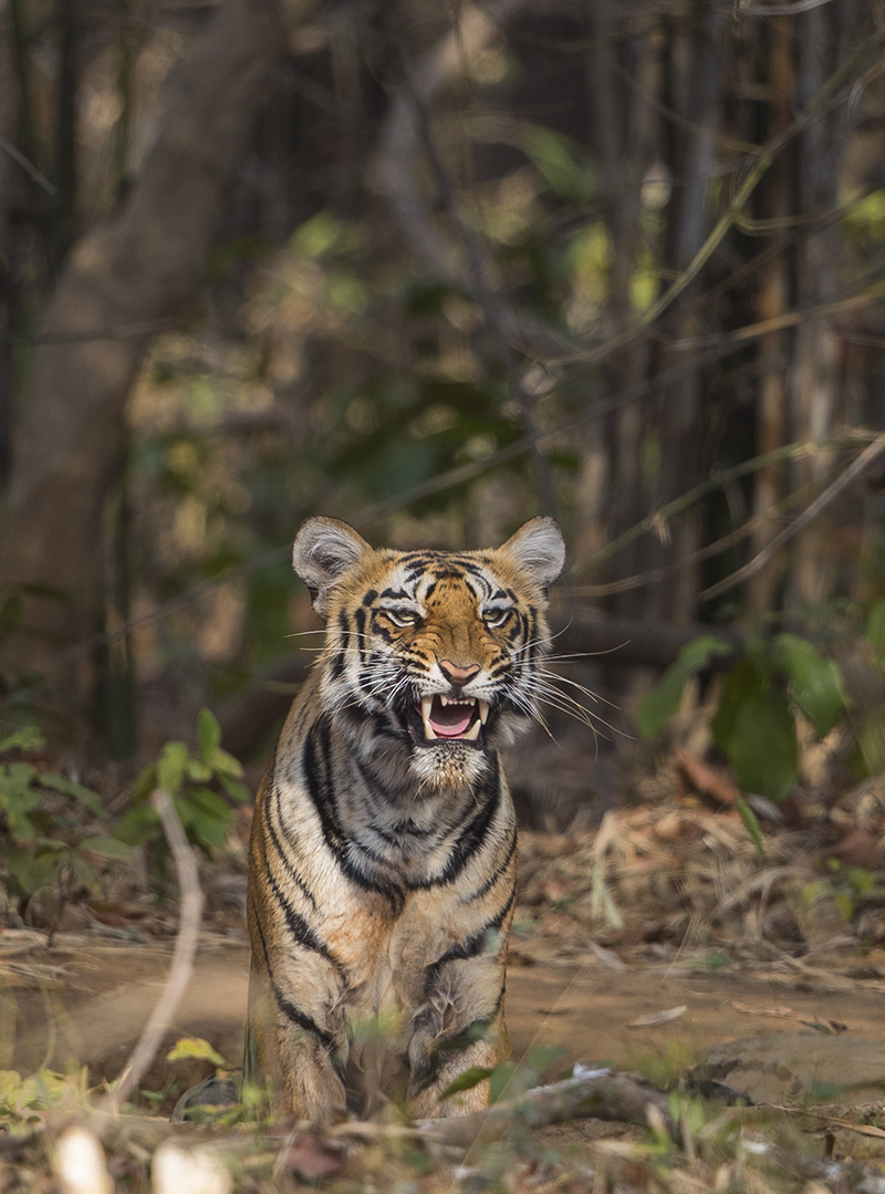  Junger Tiger im Wald wartet auf den Jagderfolg seiner Mutter. 