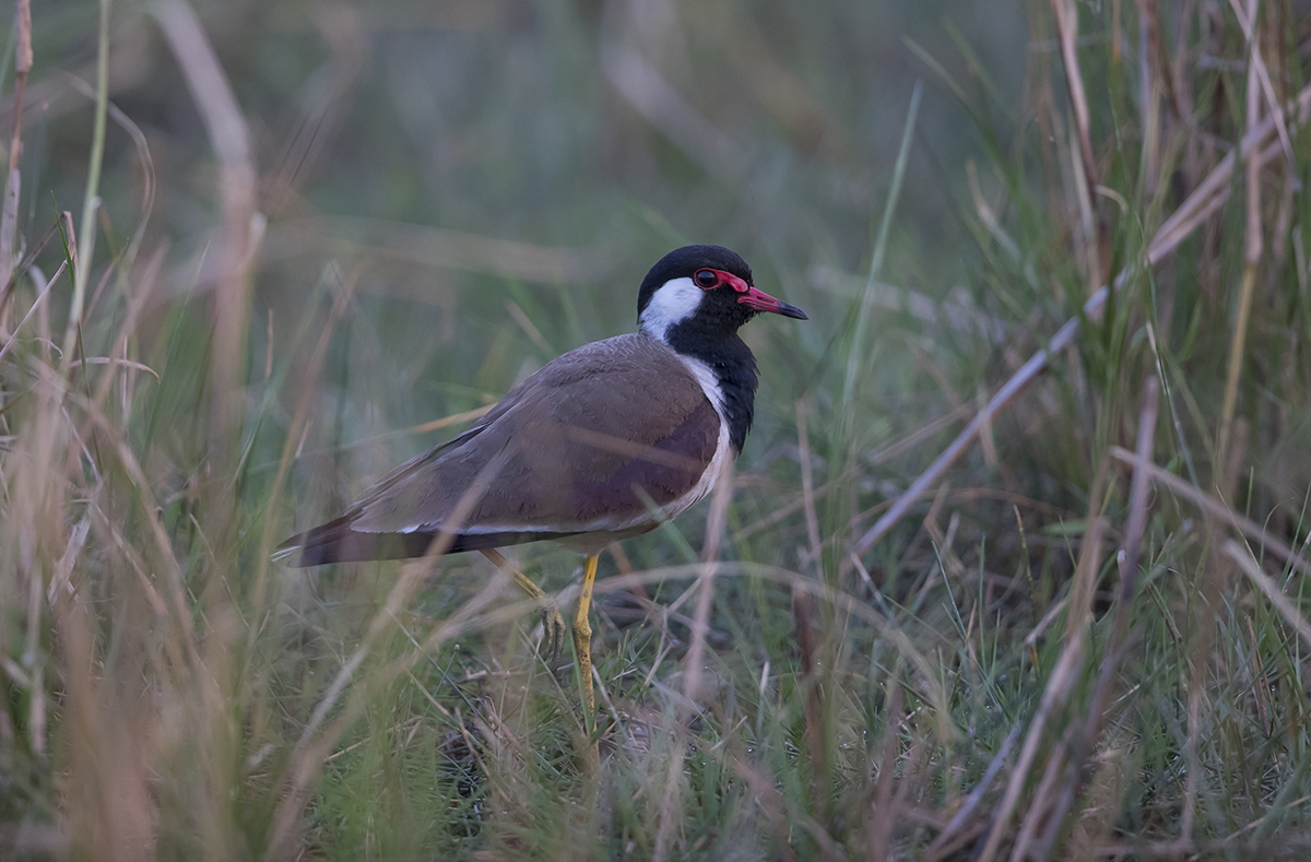 Rotlappenkiebitz Vanellus indicus