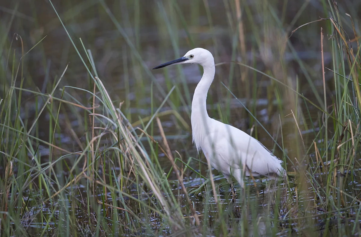 Seidenreiher Egretta garzetta