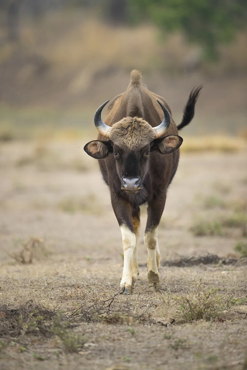 Gaur Bos gaurus Größter lebender Vertreter der Rinder auf der Erde.